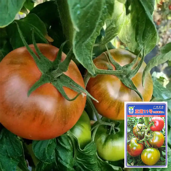 Yashu No.11 Tomato Seeds, 100 Seeds