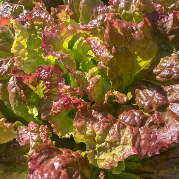 Red Loose-leaf Lettuce Seeds, 5g