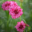 Purple-red Pincushion Flower Seeds, 200 Seeds