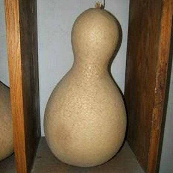 Xinjiang Bottle Gourd, 5 Seeds