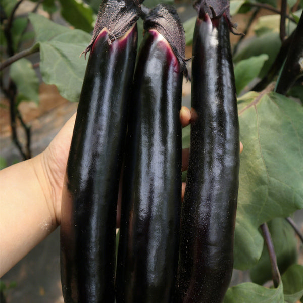 'Heiguiren' Long Eggplant Seeds, 50 Seeds