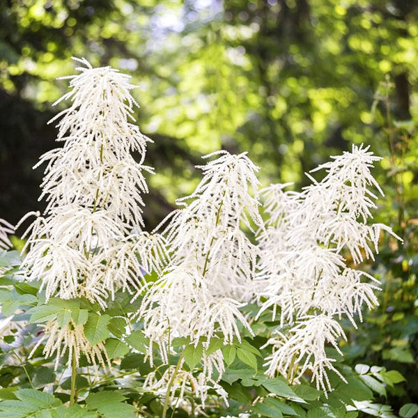 Goat's Beard, 10 Seeds