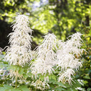 Goat's Beard, 10 Seeds