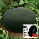 'Black Tyrant' Super-sweet Watermelon Seeds