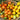 598 Yellow Strawberry Cherry Tomato, 5 Seeds