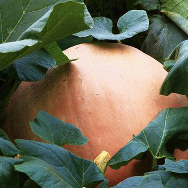 Extra Large Giant Pumpkin, 10 Seeds
