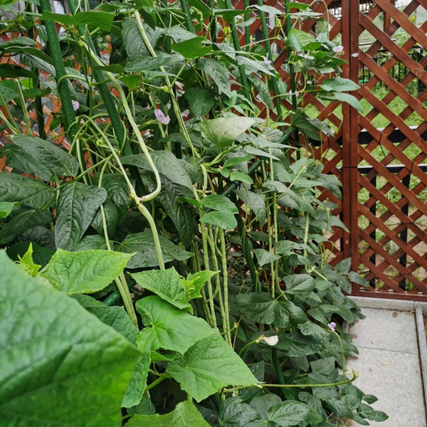 'Zhangtang King' Yardlong Bean Seeds, 50g