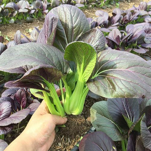 'Ziguifei' Purple Bok Choy Seeds, 10g