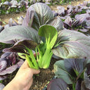 'Ziguifei' Purple Bok Choy Seeds, 10g