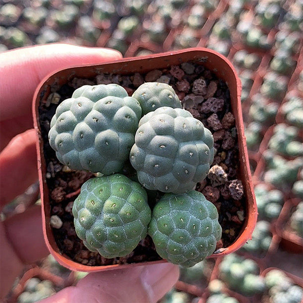 Tephrocactus bonnieae, 2-3cm