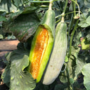 Jinyun Crisp-Sweet Melon Seeds, 10g