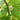 Korean Big White Pearl Mulberry, 2Pcs Saplings