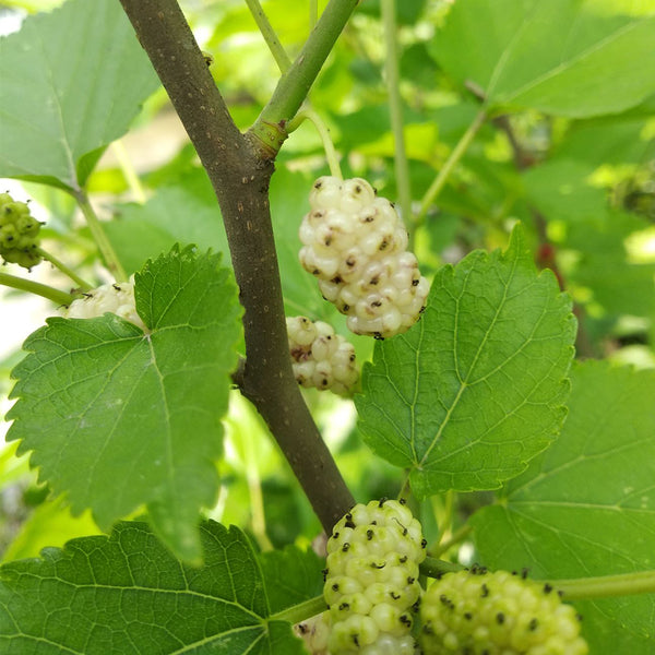 Korean Big White Pearl Mulberry, 2Pcs Saplings