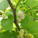 Korean Big White Pearl Mulberry, 2Pcs Saplings