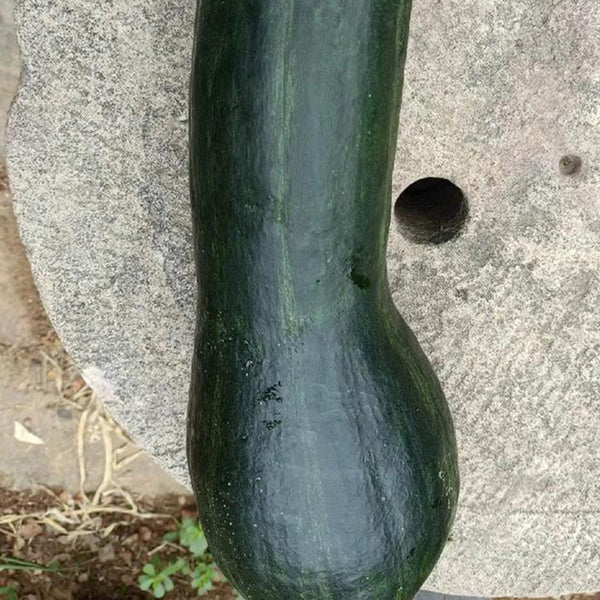 Extra-Early Mobo Squash, 15 Seeds