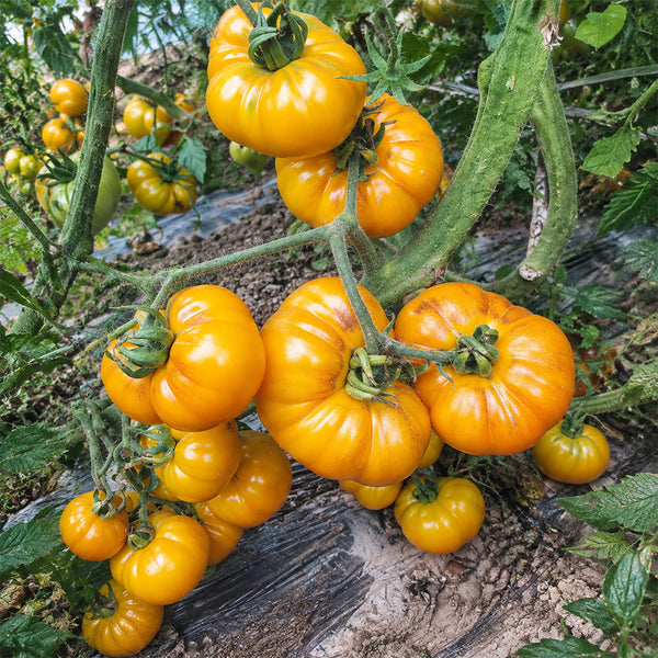 3 Dahlia Valle Tomato, 5 Seeds