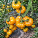 3 Dahlia Valle Tomato, 5 Seeds