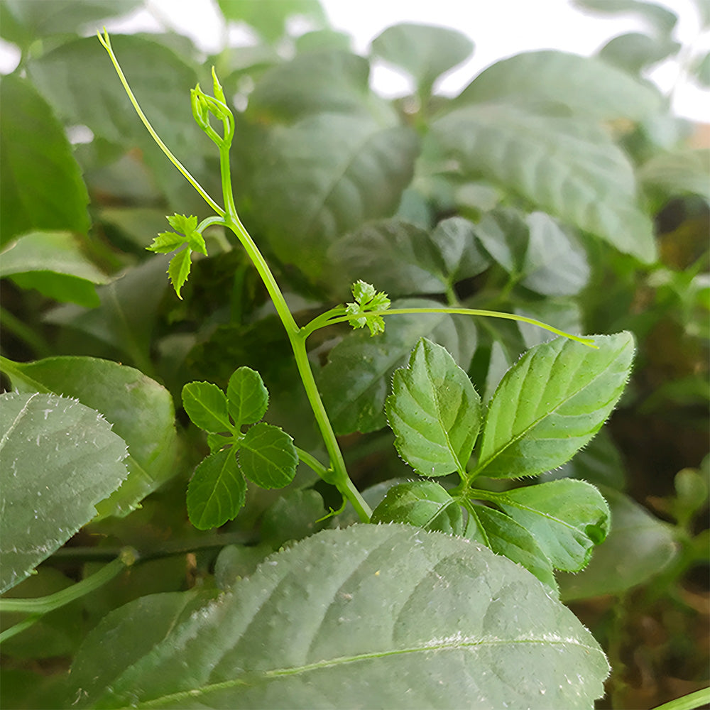 Gynostemma pentaphyllum Seeds