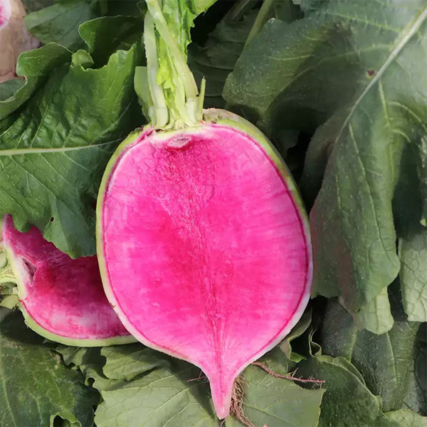 Beijing Mantanghong Radish Seeds, 10g