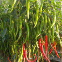 Hangjiao No.1 Pepper Seeds, 100 Seeds