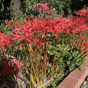 Red Spider Lily, 3 Bulbs