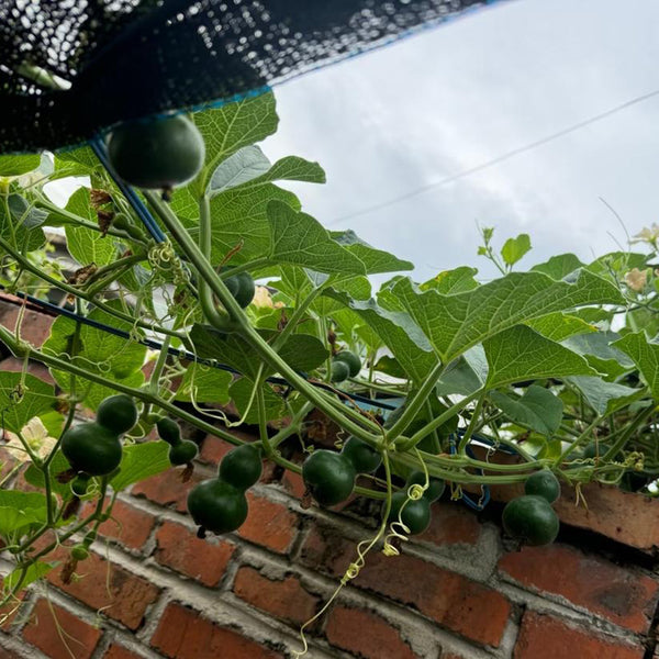 Dark Green Gourd, 5 Seeds