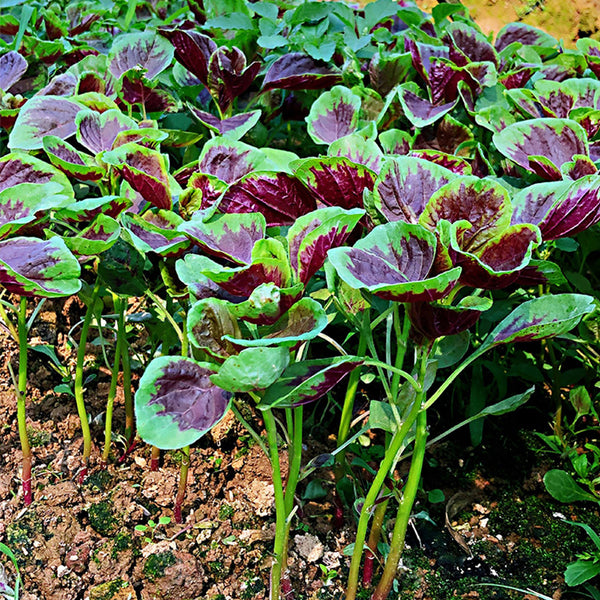 Red-Green Round-leaf Amaranth Seeds, 50g