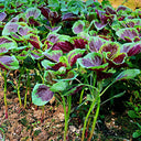 Red-Green Round-leaf Amaranth Seeds, 50g