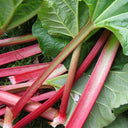 Garden Rhubarb, 15 Seeds