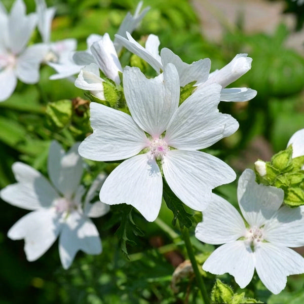White Flowered Mallow, 200 Seeds