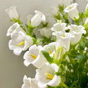 Hezhichun Mixed Color Canterbury Bells Seeds, 1g
