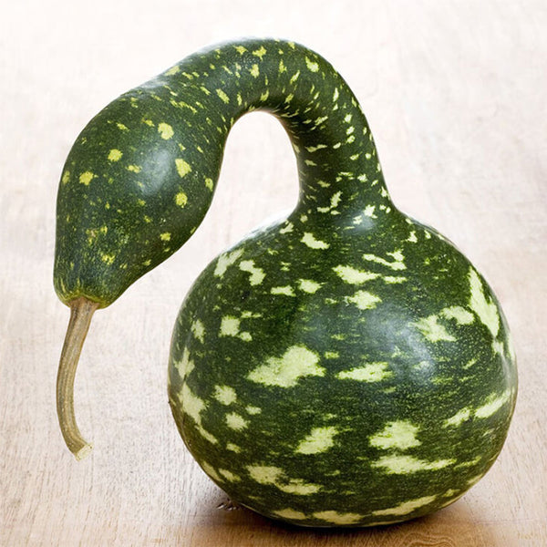 Hezhichun Speckled Swan Gourd, 10 Seeds