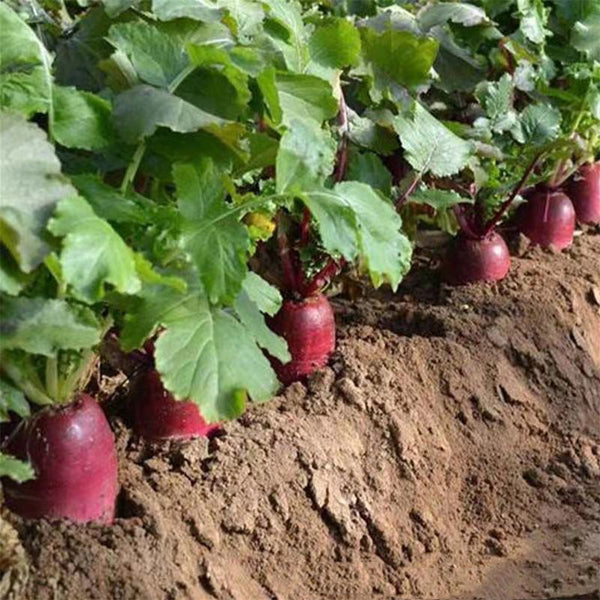 Purple Pineapple-shaped Radish Seeds, 100 Seeds