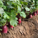 Purple Pineapple-shaped Radish Seeds, 100 Seeds