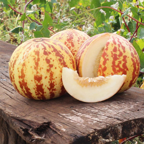 Tiger Melon, 10-15 Seeds