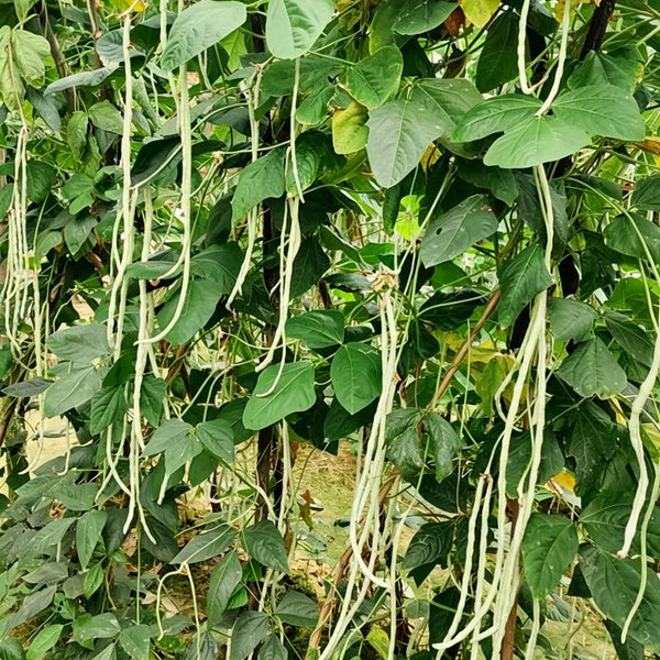 'Zhengjiang Yinshuai' Cowpea Seeds, 30g