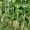 'Zhengjiang Yinshuai' Cowpea Seeds, 30g