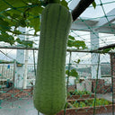 Chunyi Luffa, 20 Seeds