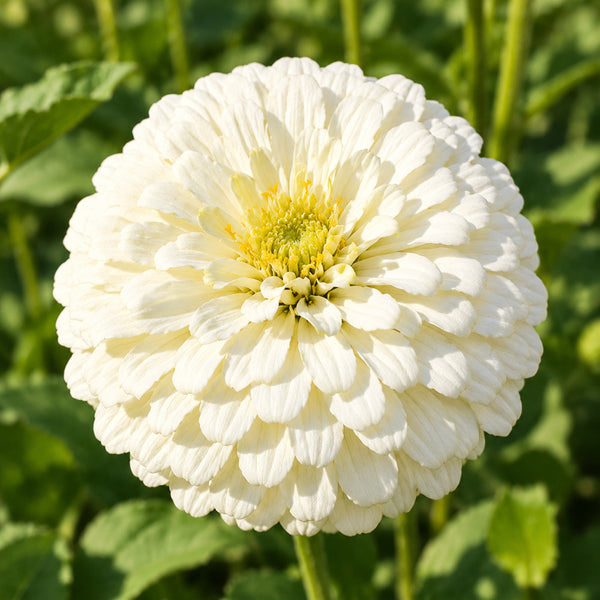 W1350 Large-Flowered White Zinnia, 100 Seeds