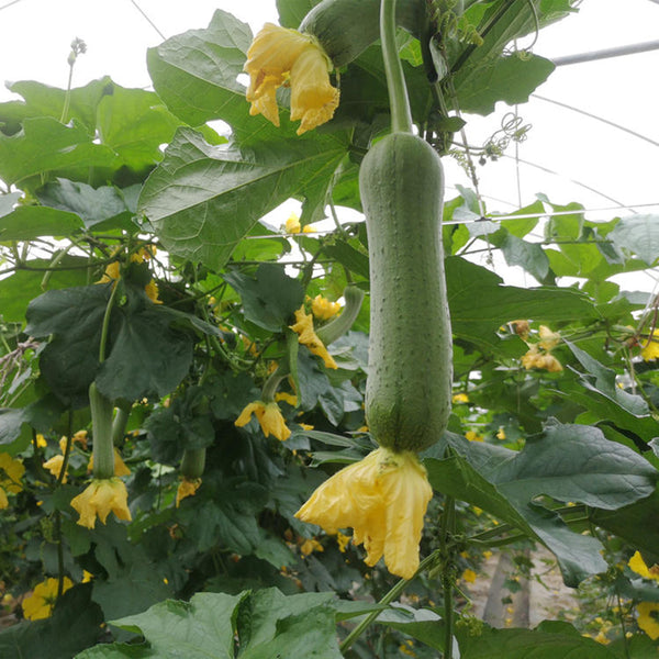 Yucui No.2 Large-Fleshed Luffa Seeds, 10g