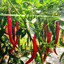 Hongtianxia String Pepper Seeds, 1g