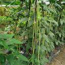 'Jiangshan Sijin' Cowpea Seeds, 100g