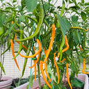 Golden Tribute Pepper, 1g
