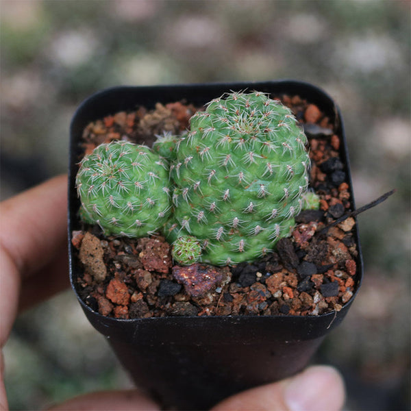Aylostera 'Karel' Cactus, 2-3cm