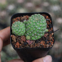 Aylostera 'Karel' Cactus, 2-3cm