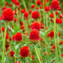Hezhichun Globe Amaranth Seeds, 1g