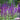 Hezhichun Woodland Sage Seeds, 1g