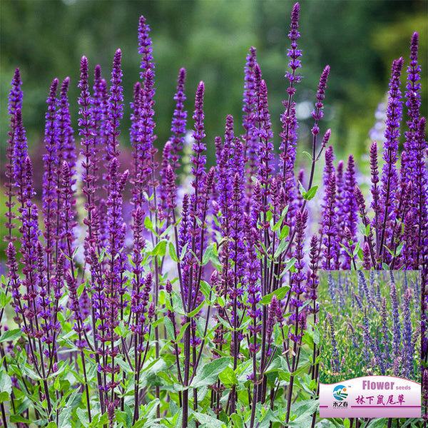Hezhichun Woodland Sage Seeds, 1g