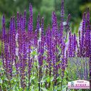 Hezhichun Woodland Sage Seeds, 1g