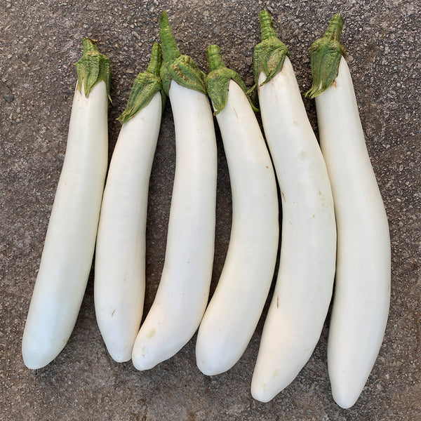 White 013 Eggplant, 20 Seeds